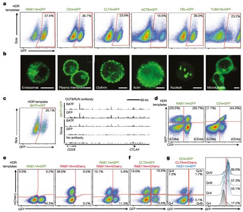 nature 电穿孔技术 electro poration 竟然可以提高crispr cas9基因编辑效率