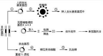 黄曲霉毒素b1 afb1 存在于被黄曲霉菌污染的饲料中.它可以通过食物链进入动物体内并蓄积.引起癌变.某些微生物能表达afb1解毒酶.将该酶添加在饲料中可以降解afb1.清除其毒性