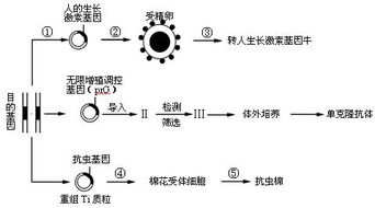 应用生物工程技术获得人们需要的生物新品种或新产品 请据图回答下列问题 1 在培育转人生长激素基因牛过程中,②过程常用的方法是 ,采用