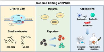 nature子刊 人多能干细胞crispr cpf1精准基因编辑新技术