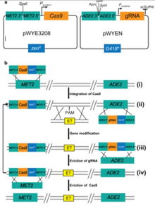 微生物所温廷益研究组在酵母中开发了crispr cas9介导的多重基因组编辑新技术