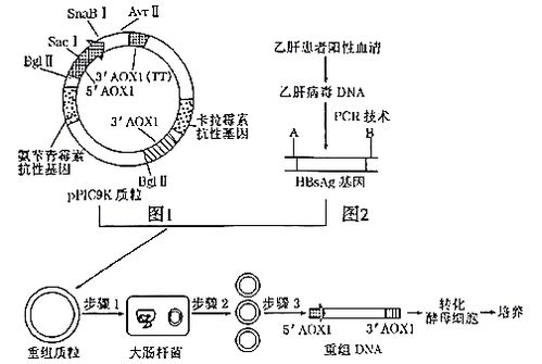 利用基因编辑技术将病毒外壳蛋白基因导入猪细胞中,然后通过核移植技术培育基因编辑猪,可用于生产基因工程疫苗 下图为基因编辑猪培育流程,请回答下列问题