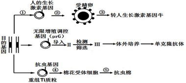 应用生物工程技术获得人们需要的生物新品种或新产品 请据图回答下列问题 1 在培育转人生长激素基因牛过程中,②过程常用的方法是 ,采用