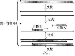 请回答基因工程方面的有关问题