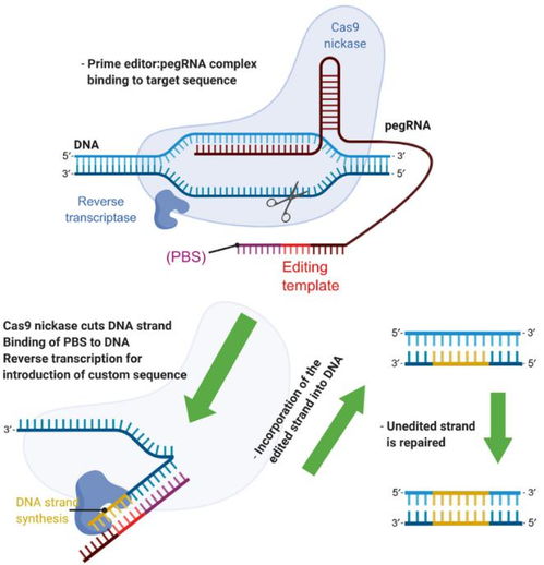 精准基因编辑技术的研究进展