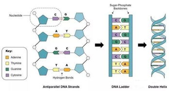 一文带你读懂基因检测核心技术 pcr