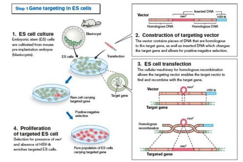 基于胚胎干细胞的同源重组技术