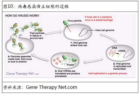 基因治疗 美国生物技术投资的风口