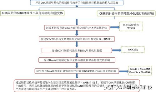 易基因 文献速递 微量细胞wgbs技术揭示克隆胚胎异常dna再甲基化新机制