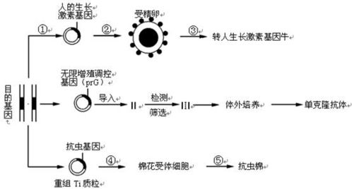 1 基因表达载体的构建 2 从基因文库中获取目的基因 利用pcr技术扩增目的基因 人工合成法 ⑶可转移至受体细胞并整合到受体细胞染色体dna分子上 4 农杆菌转化法