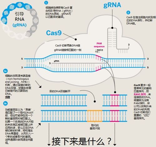 深度盘点 一文带你读懂基因编辑技术