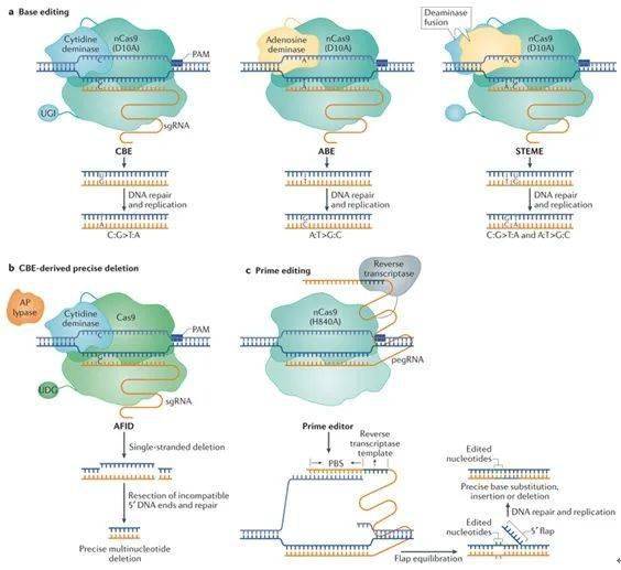 高彩霞研究组发表crispr cas在农业与植物生物技术上的应用的综述文章