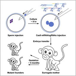中国科学家利用crispr cas9技术构建基因工程猴