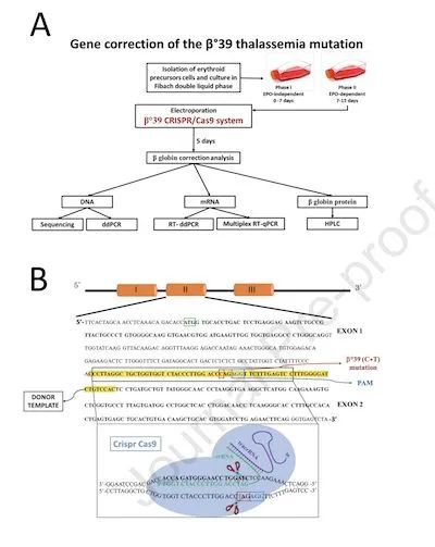 mol ther crispr cas9基因编辑技术可用于治疗地中海型贫血症
