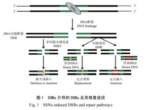 基因组编辑技术应用于作物遗传改良的进展 上篇