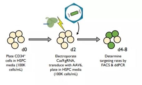 crispr cas9技术实现完整内源性基因的替换,成功治疗β 地贫小鼠模型