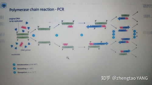 在pcr扩增技术中,前提条件是 有一段已知目的基因的核苷酸序列 这句话怎么理解 高中,希望能详细一点