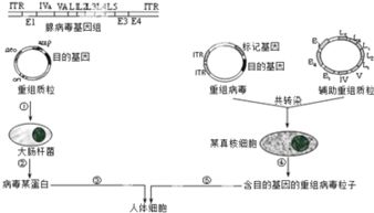 2015年河北滦南第一中学高三期初测试 埃博拉病毒的遗传物质是单链rna rna ,宿主细胞内病毒的增殖过程如下图, rna和 rna的碱基序列是互补的 下列叙述错误的是