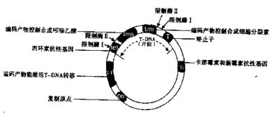 植物基因工程技术主要用于提高农作物的 能力.以及改良农作物的 和利用植物生产 等方面.