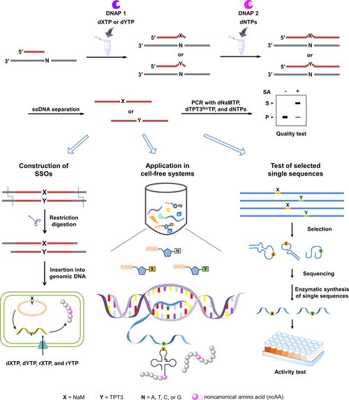 陈庭坚教授课题组在acs synthetic biology杂志上发表论文 一锅法非天然碱基dna酶促合成技术