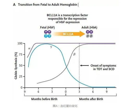 基因编辑技术应用造血干细胞治疗镰状细胞病和β 地中海贫血